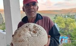 Sarız'da dev mantarlar görenleri şaşırttı