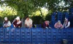 Rusların gözdesi Yahyalı'da çıktı