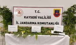 Develi'de 52 kök kenevir ele geçirildi