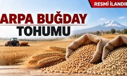 ARPA BUĞDAY TOHUMU