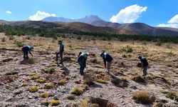 Erciyes’in doğasına can suyu: Yeşil seferberdik başlatıldı!