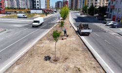 Kayseri’de yeşil dönüşüm başladı! Eski ağaçların yerini yenileri alıyor