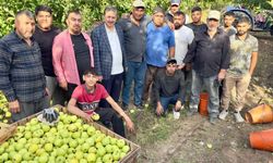 Yeşilhisar’da elma hasadı sürüyor: Kayadibi’nin elmaları dalından sofralara uzanıyor!