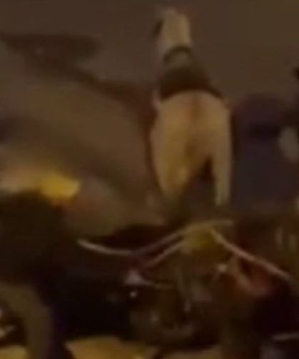 Adana’da atlara kırbaçlı işkence!