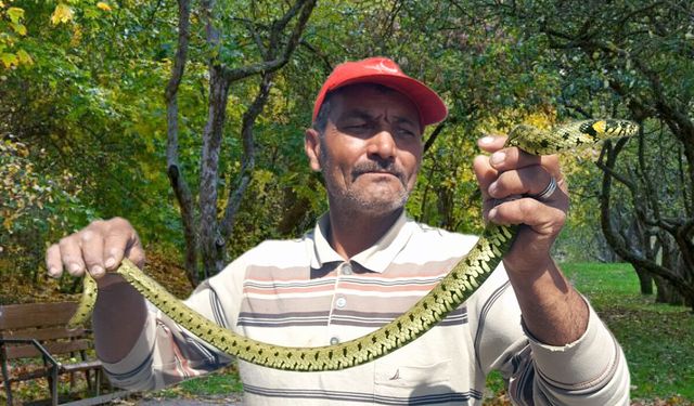 'Metresi 300 liraya' yılan yakalıyor