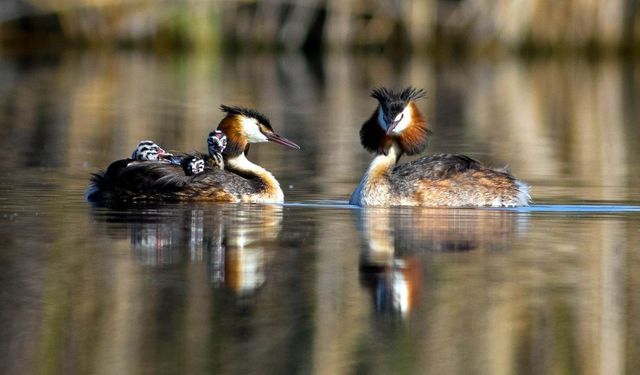 Kuş Cennetinden Büyüleyen Eşsiz Görüntüler