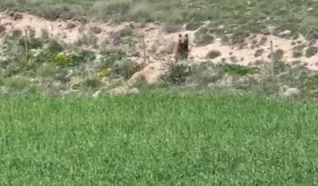 Vatandaşlar Şaşkına Döndü! Acıkan Ayı Yaylaya İndi
