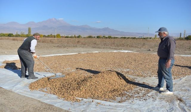 Kayseri'de Bir İlk ! Yer Fıstığı Üretildi