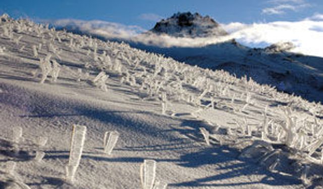 ''Akkız Otu'' fotoğrafı ödül getirdi