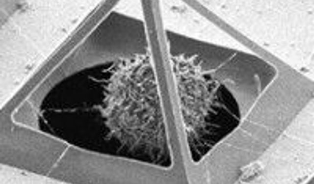 Hücrelere üç boyutlu gözlem