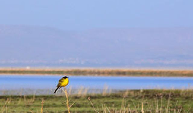 Sultan sazlığı'na gezi yolu