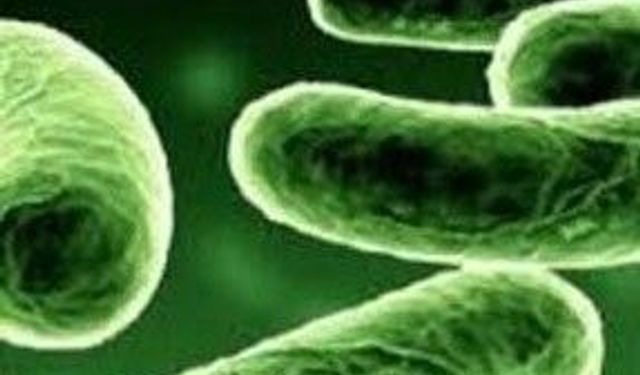 Uzayda yaşam artık hayal değil...