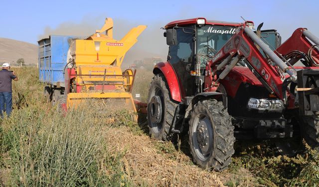 Talas’ta belediyenin dağıttığı tohumların hasadı yapılıyor