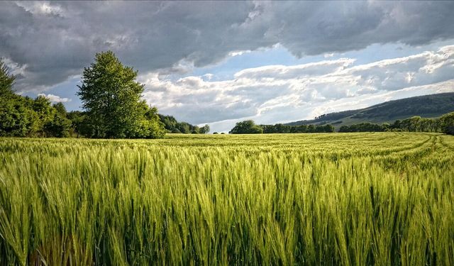 Kayseri'nin güzel yerinde fırsat: 1 dönümü aşan arsayı devlet dairesi kısa süre bu rakama verecek