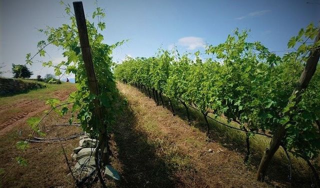 Kayseri'de bağ satılacak: Bu rakamı getiren direkt mahkemeden alacak