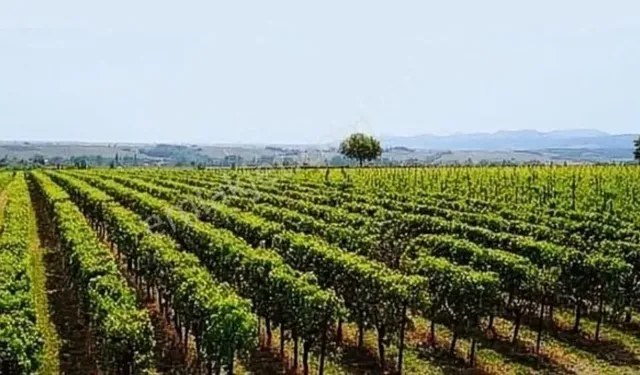Kayseri'nin en pahalı yerinde bağ ve içindeki ev mahkemeye düştüğü için bu fiyata satılacak