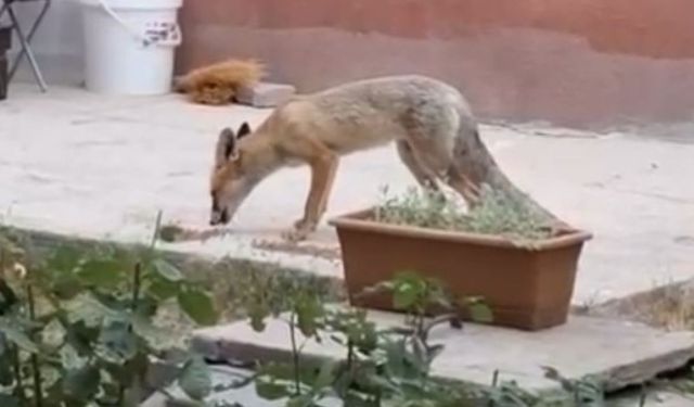 Kayseri’de sıra dışı misafir! Bahçesinde besliyor