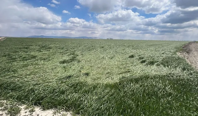 Kayseri Pınarbaşı'nda mahkemeden 26 dönüm arazi satılacak: İcraya düştü diye bu fiyat istendi