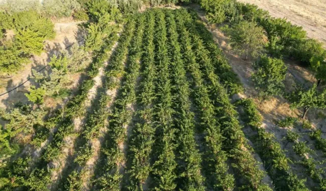 Kayseri'de yatırım şansı: 2 dönüm bağ için devlet dairesi şaşırtan fiyatı duyurdu