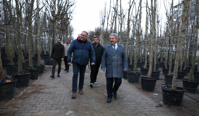 Kayseri yeşile doyacak! Belediye fidan değil, 20 yıllık ağaç dikiyor