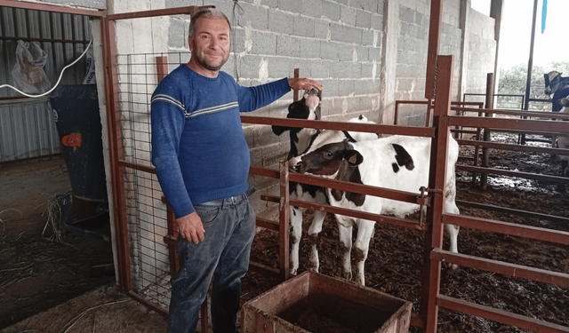 Adana’da ilginç uygulama: Süt verimi için ineklere televizyon izletiyor!