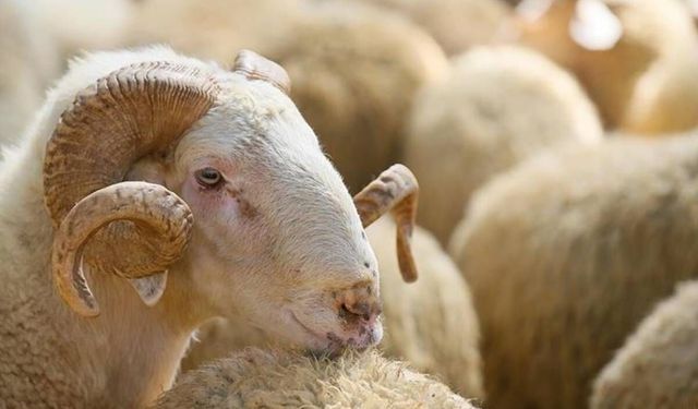 Tarım ve Orman Bakanlığı Kurban Bayramı öncesinde denetimleri artırdı! Artık müsaade edilmiyor