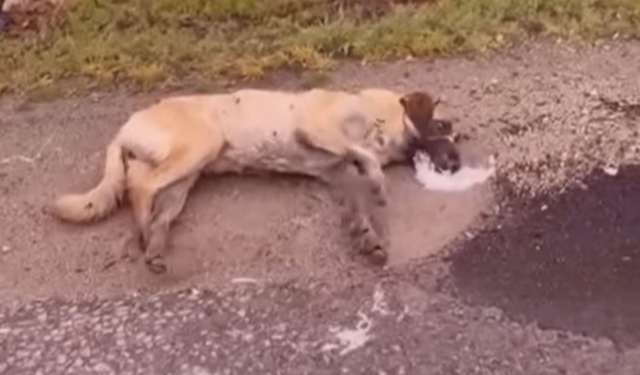 Niğde’de sokak köpekleri zehirlendi iddiası: Valilik açıklama yaptı