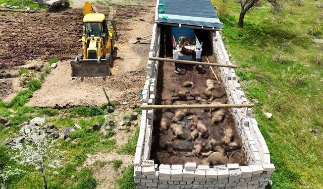 Kurtlar ağıla saldırdı 40 koyun telef oldu