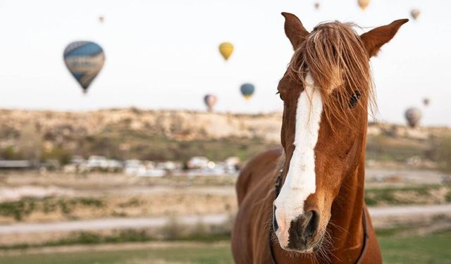 Dünyanın en güzel atları Nevşehir’de yarışacak