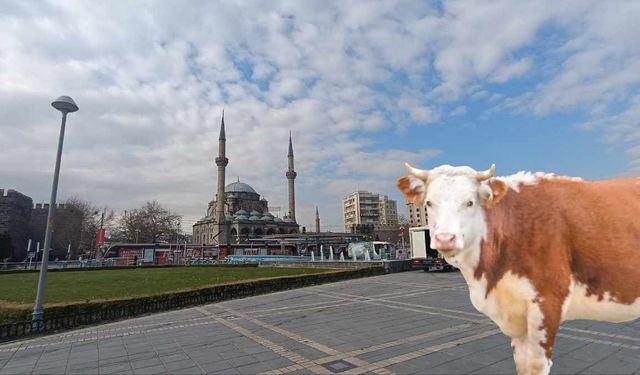 Kayseri’de Kurban Bayramı bilançosu belli oldu