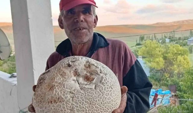 Sarız'da dev mantarlar görenleri şaşırttı