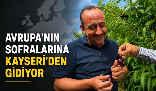 İncesu'nun dünyaca ünlü kirazlarında hasat başladı: Avrupa'nın sofralarına Kayseri'den gidiyor