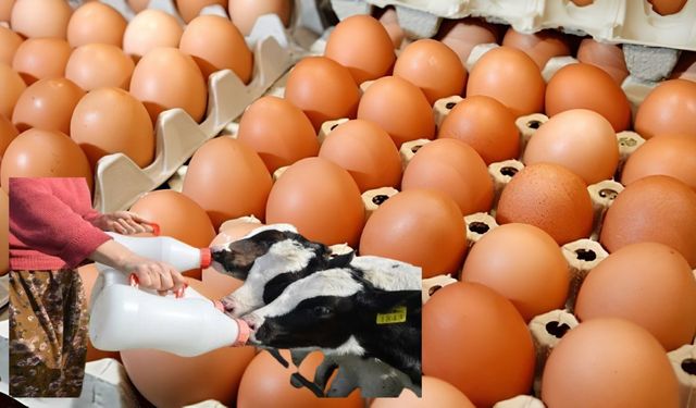 TÜİK raporu yayımlandı: Süt 1 milyon tonu, yumurta 2 milyarı aştı