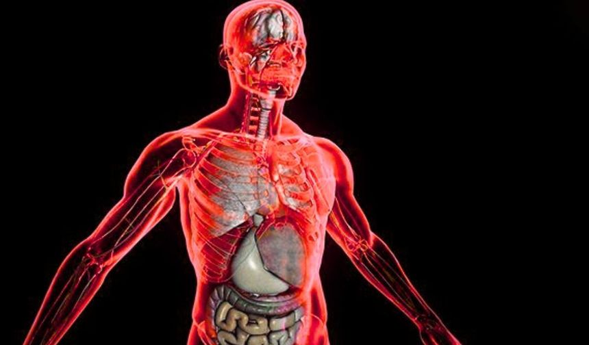 Bilim insanları yeni bir organ keşfetti! İnsan vücudu sürprizlerle doluymuş meğer…