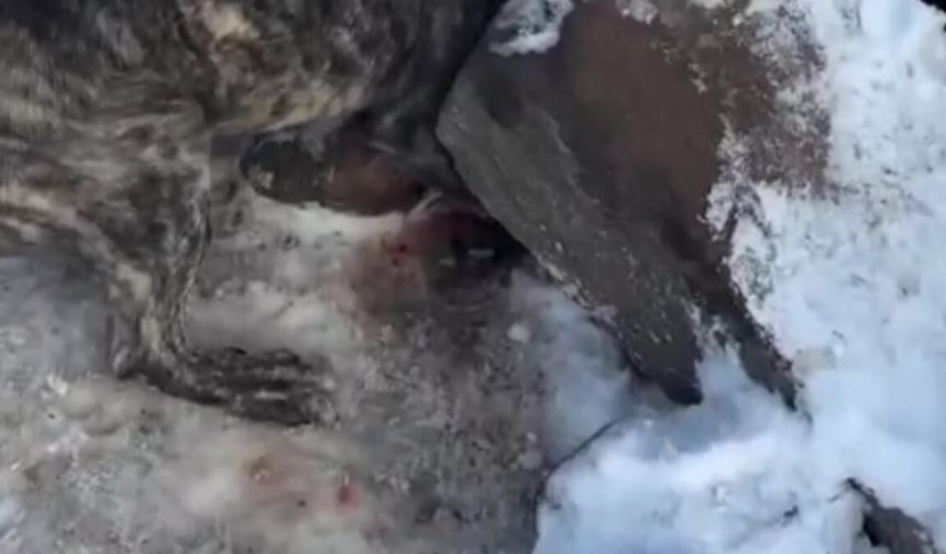 Tomarza’da yürekleri ağıza getiren anlar: Sıkışan köpek iş makinesiyle kurtarıldı