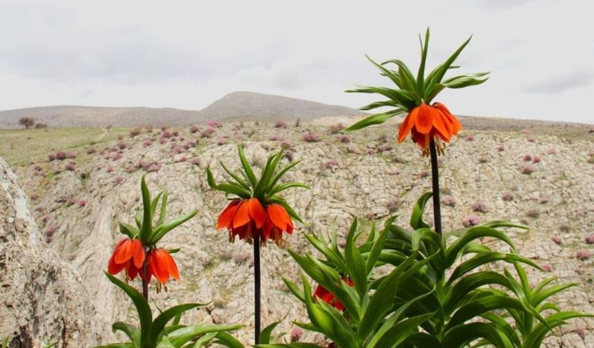 Ters laleler açtı: Koparana 700 bin TL ceza