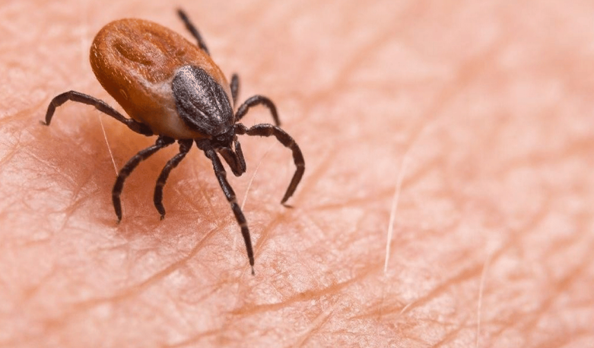 Kene vakaları artmaya başladı: 21 yaşındaki genç öldü!