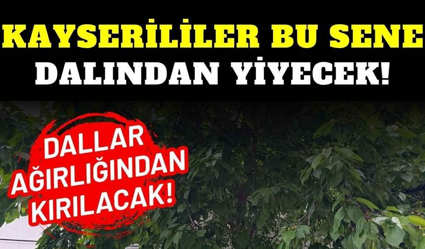 Kayserililer bu sene dalından yiyecek!