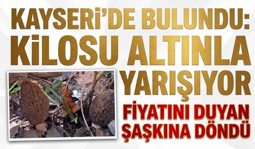 Kayseri Erciyes’te ortaya çıkan mantarın fiyatı dudak uçuklattı