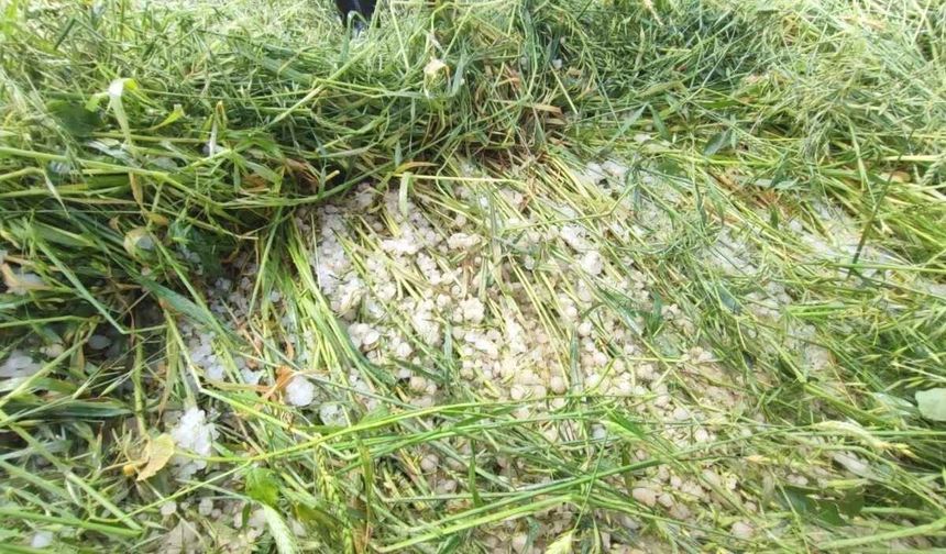 Yozgat’ta tarımı vuran afet: Tarlalarda yüzde 100 zarar