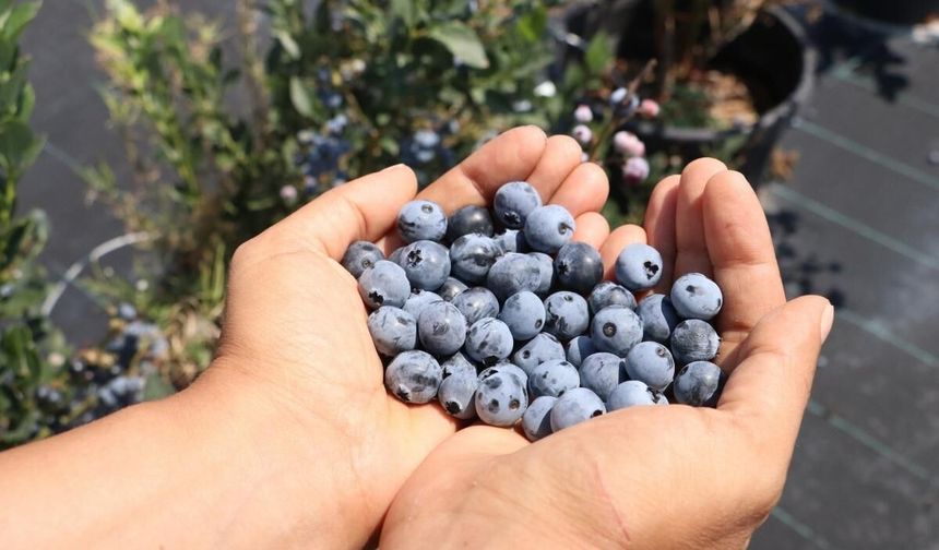 ERÜ'de akademisyen olan Kahraman Gürcan, Kayseri'de 17 bin saksı yaban mersini yetiştirdi