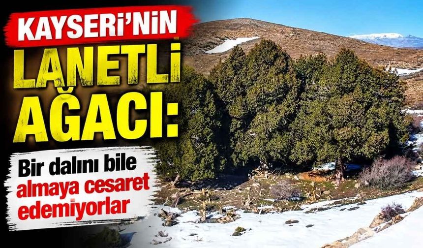 Kayseri’nin lanetli ağacı: Bir dalını bile almaya cesaret edemiyorlar