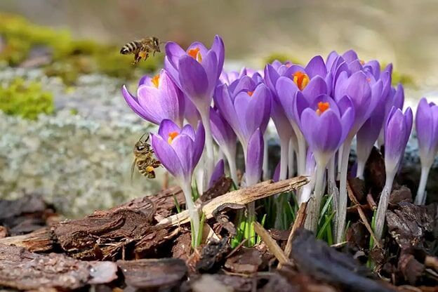 Çiğdem
Çiğdem (Crocus spp.), mor, sarı ve beyaz tonlarıyla ilkbahar ve sonbaharda Türkiye’nin pek çok bölgesinde görülen bir çiçek. Özellikle Toroslar ve Karadeniz’de yaygın. Ancak, tarım arazilerinin genişlemesi, aşırı otlatma ve çiçek soğanlarının ihracatı, çiğdem türlerinin neslini tehdit ediyor. Bazı türleri, Bern Sözleşmesi ile koruma altında. Çiğdemlerin kurtuluşu, doğal yaşam alanlarının korunması ve yasa dışı toplanmanın önüne geçilmesiyle mümkün. Bu renkli manzaranın kaybolmaması için acil önlem şart.