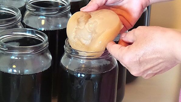 Kombu Mantarı Nedir?

Kombu mantarı, mantar olarak adlandırılsa da aslında bir mantar türü değildir. Simbiyotik bir kültür olan SCOBY, bakteri ve maya kolonilerinden oluşur. Jelatinimsi, disk şeklinde bir yapıya sahip olan bu canlı organizma, çay ve şeker solüsyonunda fermente edilerek büyür. Fermantasyon sürecinde B vitaminleri, probiyotikler, asetik asit, glukonik asit ve çeşitli enzimler üretir. Pastörize edilmediği için yaşayan bir organizma olan kombu mantarı, sağlık üzerindeki olumlu etkileriyle alternatif tıpta sıkça tercih edilir.