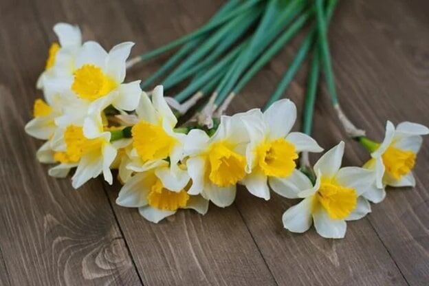Nergis
Nergis (Narcissus spp.), Ege Bölgesi’nde, özellikle Karaburun ve Mordoğan’da yetişen, hoş kokulu ve zarif bir çiçek. Beyaz ve sarı tonlarıyla bahar aylarında doğayı süslüyor. Ancak, soğanlarının yanlış hasat edilmesi ve çiçek ticareti, nergis popülasyonunu ciddi şekilde azalttı. Soğanların her yıl toplanması, bitkinin yeniden çiçek açmasını engelliyor. Neslinin devamı için sürdürülebilir toplama yöntemleri ve koruma alanları oluşturulması gerekiyor. Yerel halkın bilinçlendirilmesi, nergisin geleceği için kritik.
