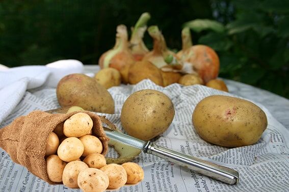 4. Patates
Potasyum içeriği: Orta boy fırınlanmış patateste (kabuklu) 910 miligram

Beyaz patates, muzdan ve tatlı patatesten daha fazla potasyum içerir. Aynı zamanda C vitamini, B6 vitamini ve lif ile kalp sağlığını destekler. Besin değerini korumak için patatesi fırınlayarak, ezerek veya az tuzla kavurarak tüketebilirsiniz.