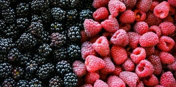 Böğürtlen
Çilek, yaban mersini, ahududu ve böğürtlen gibi berry türleri, cilt sağlığı için gerçek birer hazine. Antosiyaninler gibi güçlü antioksidanlar içeren bu meyveler, yaşlanma ve cilt hasarına neden olan serbest radikallerle savaşır. Yüksek lif içerikleri sayesinde sindirim sistemini düzenler, bu da daha az sivilce, daha az şişkinlik ve daha fazla ışıltı anlamına gelir. C vitamini bakımından zengin olan bu meyveler, kolajen üretimini destekleyerek cildi sıkılaştırır.