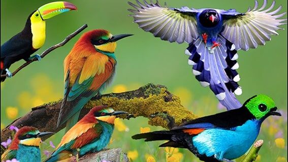 Cennet Kuşu
Papua Yeni Gine ve Avustralya’da yaşayan cennet kuşları, neon mavisi, yeşil, altın sarısı ve kırmızı tüyleriyle büyüleyicidir. Erkekler, dişileri etkilemek için tüylerini kabartıp kanatlarını sallayarak dans eder. 42 farklı türü bulunan bu kuşlar, evrimsel süreçte giderek daha gösterişli hale gelmiştir.
