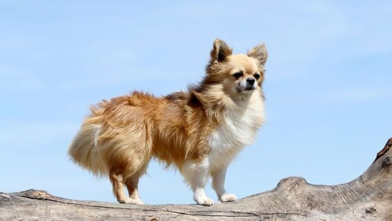 Chihuahua
Chihuahua’lar, dünyanın en küçük köpek cinslerinden biri olarak bilinir ve ağırlıkları genellikle 1-3 kg arasındadır. Bu minik dostlar, küçük bedenlerine sığdırdıkları büyük cesaretleriyle tanınır. Sahiplerine son derece bağlıdırlar ve onlarla vakit geçirmekten büyük keyif alırlar. Az egzersiz ihtiyaçları ve küçük boyutları, onları apartman yaşamı için ideal kılar.