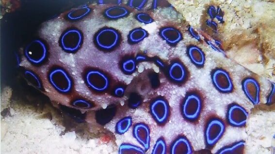 Mavi Halkalı Ahtapot
Pasifik Okyanusu’nda yaşayan mavi halkalı ahtapot, 20 cm’lik gövdesinde parlak mavi halkalar taşır. Tehdit altında bu halkalar belirginleşir, ölümcül zehrinin uyarısını yapar. Küçük ama tehlikeli bu canlı, doğanın çarpıcı yüzlerinden biridir.